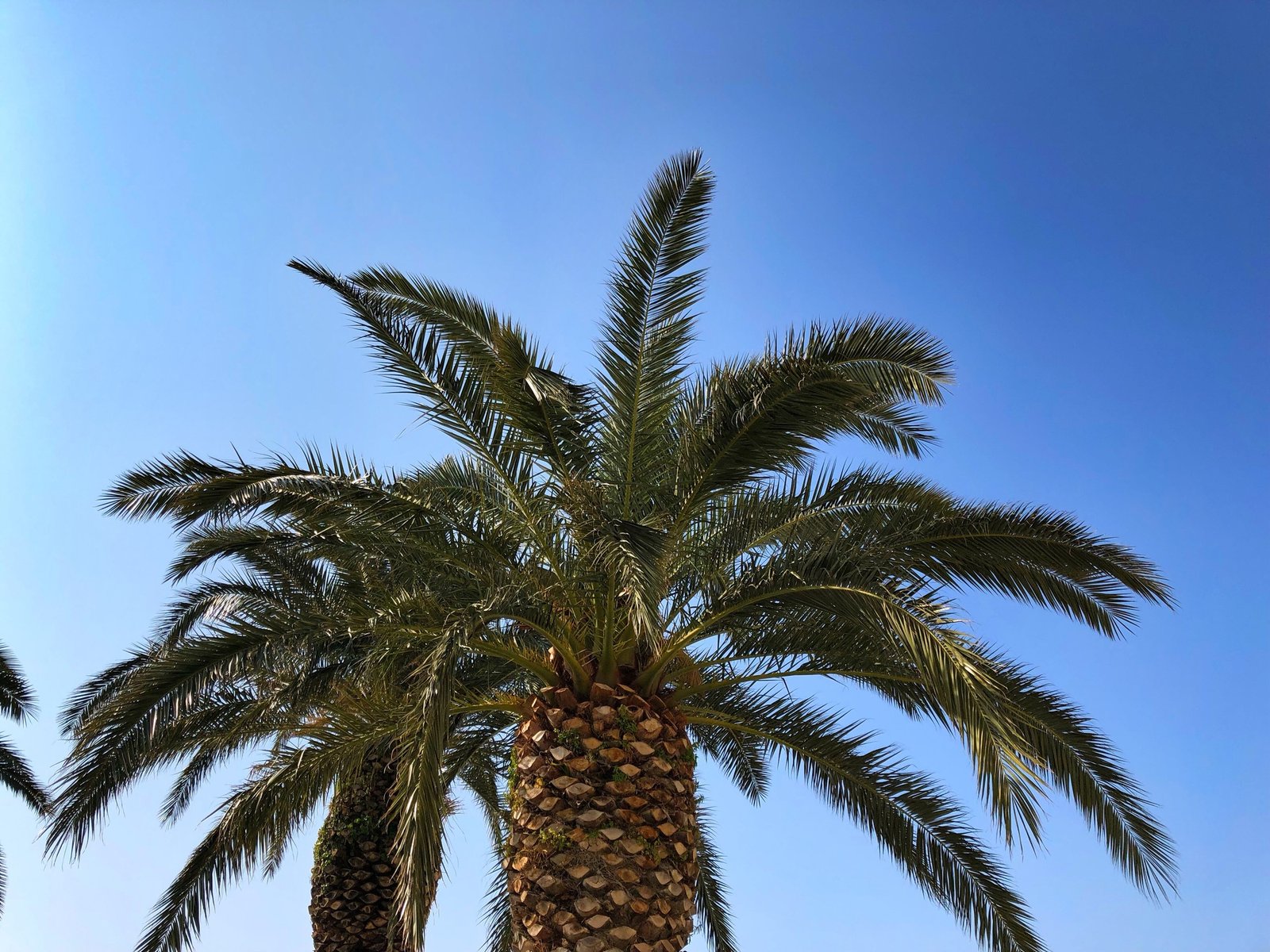 Tree & Palm Services